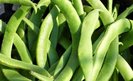 JUDIA VERDE ENANA