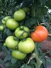 TOMATE CARAMBA