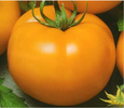 TOMATE NARANJA