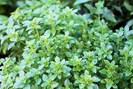 ALBAHACA HOJA ESTRECHA