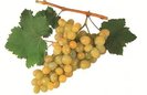 MOSCATEL ROMANO