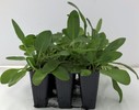 ESPINACA