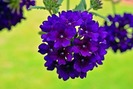 VERBENA