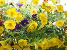 CALIBRACHOA