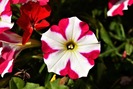 PETUNIA