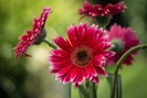 GERBERAS