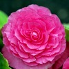 BEGONIA ELATIOR
