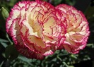 CLAVELINA