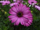 DIMORPHOTHECA