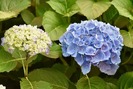 HORTENSIA