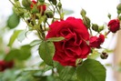 ROSAL