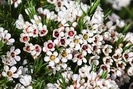 FLOR DE CERA