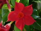 DIPLADENIA
